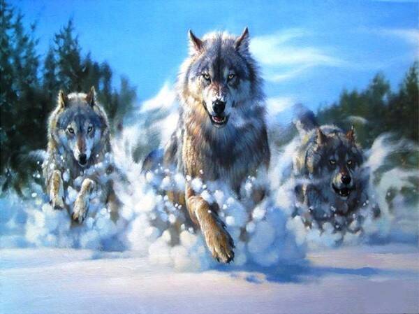 Q-a7.2 diamond painting set wolves